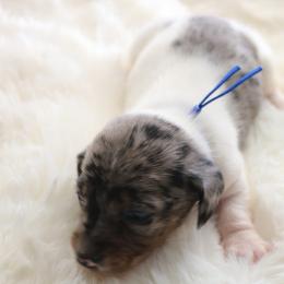 Blue - Dapple male Dachshund puppy in Peebles, Ohio from Cave Valley Hounds