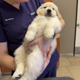 Golden Retriever Puppies from Caliber Golden Retriever’s