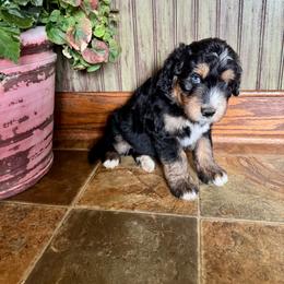 Ronaldo - Black tri-color male Aussiedoodle puppy in Savannah, Missouri from Rose Creek Mini Aussies and doodles