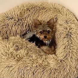Luca - Yorkshire Terrier