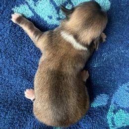 Madison - Merle female Chihuahua puppy in Sherwood, Arkansas from Bartelt Breeders