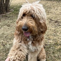Fawn - Goldendoodle