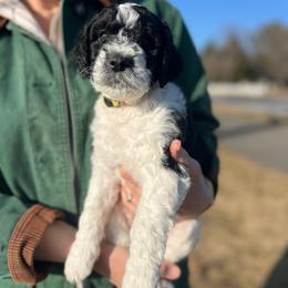 Birch - Parti male Goldendoodle puppy in Lancaster, Pennsylvania from Doodles in the Skye