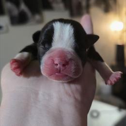 Yellow - Black and white female Boston Terrier puppy in Clinton Township, Michigan from Greenberg's Boston Terriers & Bullies of Metro Detroit