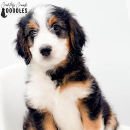 Elijah - male Australian Mountain Doodle puppy in Tipton, Indiana from Country Creek Doodles