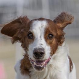 Irish Red and White Setters from Cairdeas