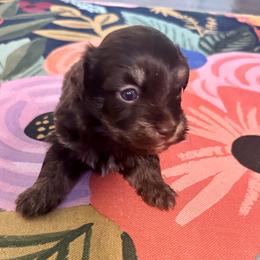 Boy 1 - Chocolate male Havanese puppy in Arizona from HavaDoggie