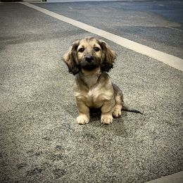 Mojito - Cream male Dachshund puppy in Pilot Point, Texas from Diamond B Doxies