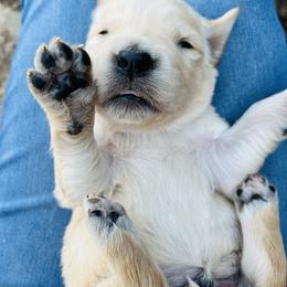 Golden Retriever Puppies from Golden Bunns Retrievers