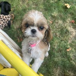 Rosie - Shih Tzu
