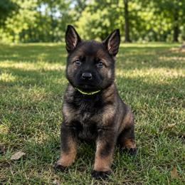 Lime Collar - Sable female German Shepherd puppy in Casscoe, Arkansas from Crown H Shepherds