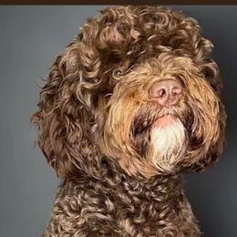zeus - Assorted Doodle Crosses
