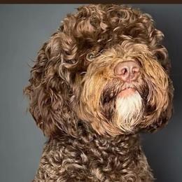 zeus - Assorted Doodle Crosses