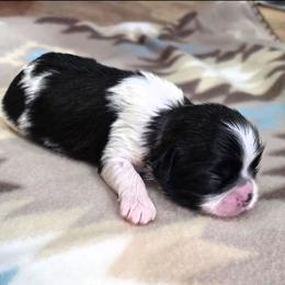 Primrose(Rose) - Black and white female Shih Tzu puppy in North Carolina from WillowCreek Mountain View Shih Tzu