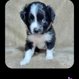 Minnie Mouse - Miniature Australian Shepherd puppy in Jacksonville, Texas from AG Toy & Mini Aussies