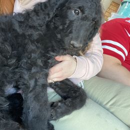 Bernedoodle Puppies from Bruce and Emma Doodles