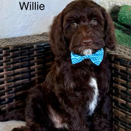 Willie - Chocolate male Australian Labradoodle puppy in Anderson, California from Shaggy Doodles