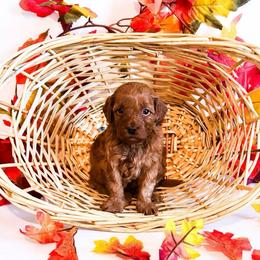 Tuesday - Red  female Goldendoodle puppy in Kissimmee, Florida from Poodle Doodle Kennels