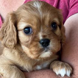 Ruby girl with narrow blaze - Ruby female Cavalier King Charles Spaniel puppy in Graysville, Tennessee from Country Goldens and Mountain Top Cavaliers