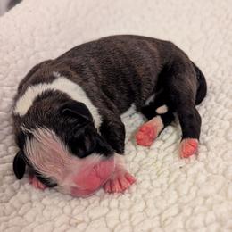 Zira - Brindle female Boxer puppy in Mountain Home, Idaho from LJK Boxers & Toy Aussies