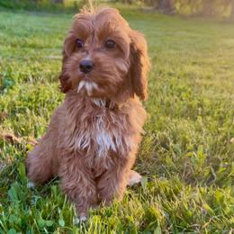 Buttercup - Red female Cavapoo puppy in Knoxville, Tennessee from Dukes Forever Doodles