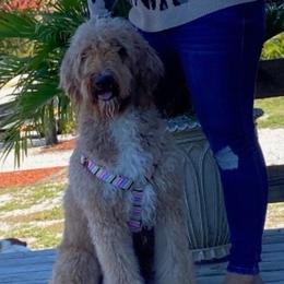 Lilly - Goldendoodle