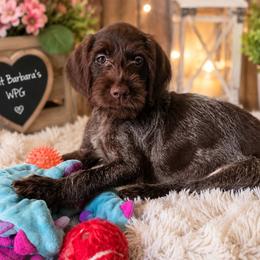 Girl Puppy - Brown and gray female Wirehaired Pointing Griffon puppy in Maiden, North Carolina from Saint Barbara's Wirehaired Pointing Griffons