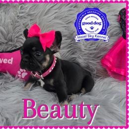 Beauty - Black and tan female French Bulldog puppy in Griffin, Georgia from Hazel Sky Kennel