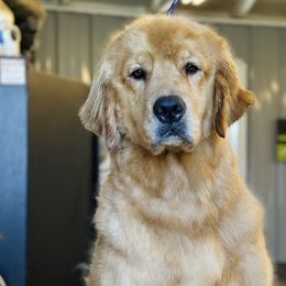 Jlo - Golden Retriever