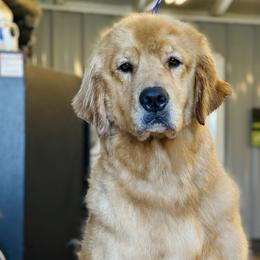 Jlo - Golden Retriever
