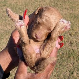 Girl 6 - Cream female Goldendoodle puppy in Forney, Texas from Cityline Goldendoodles