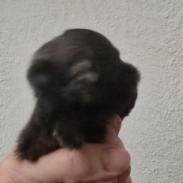 Kahlua - Black and brindle female Pomeranian puppy in Placer County, California from Lilmonster Pomeranians