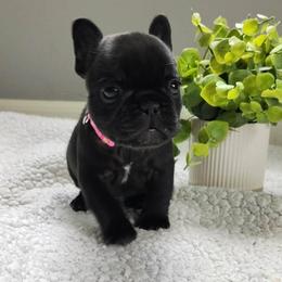 French Bulldog puppies from Frenchies WV