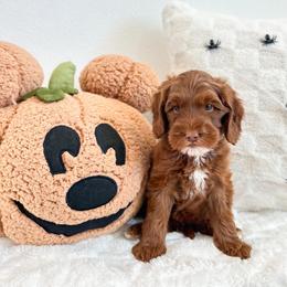 Pluto - Caramel red male Australian Labradoodle puppy in Palmdale, California from Pixie Doodle Paws