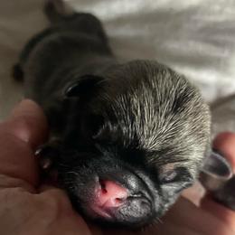 Phillip - Fawn male Pug puppy in Hanover, Virginia from Pure Pugs