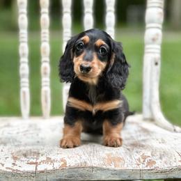 Mary - Black and tan female Dachshund puppy in Mascot, Tennessee from Magnolia Pearl Dachshunds