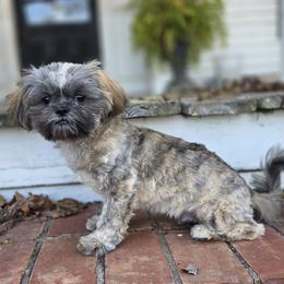 AKC Winchester - Brindle male Shih Tzu puppy in Smithville, Georgia from The Luckie Puppy