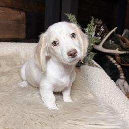 Snowy - Dapple male Dachshund puppy in Washburn, Tennessee from Clinch Mountain Dachshunds