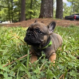 Raphael - Fawn male French Bulldog puppy in Durham, North Carolina from Seven Star Kennel