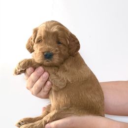 Goldendoodle Puppies from Indy Goldendoodles