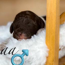 Laa - Parti male Poodle puppy in Greenville, North Carolina from Grace Poodles