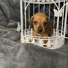 Bilbo - Cream male Dachshund puppy in Richwood, West Virginia from Wild and Wonderful Wieners