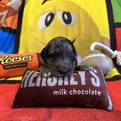 Berlin - Blue merle male Bordoodle puppy in Republic, Missouri from Holland Hilltop Farm