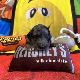Berlin - Blue merle male Bordoodle puppy in Republic, Missouri from Holland Hilltop Farm