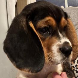 Kisses - Beagle puppy from Mountain Top