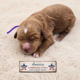 America - Apricot female Goldendoodle puppy in Ashton, Idaho from Kerr Kanine Ranch