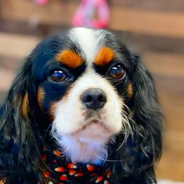 Grinch - Cavalier King Charles Spaniel