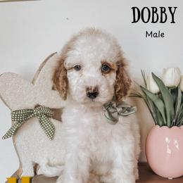 Dobby - Parti male Goldendoodle puppy in Hilton, New York from The House of Goldendoodle