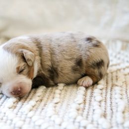 Muffin - Red merle male Toy Australian Shepherd puppy in Charlestown, Indiana from Hydden Aussies