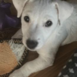 Border Collie and Jack Russell Terrier Puppies from CP FARMS BORDER COLLIES N JACKS CORP